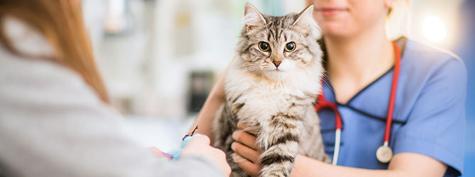 A cat visiting a veterinary practice for check up after hair loss