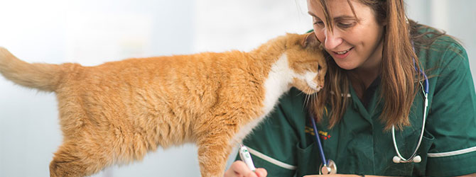 Cat pressing head against veterinary nurse