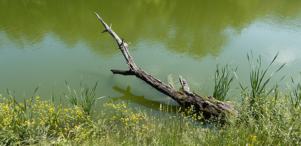 pond with greenish water