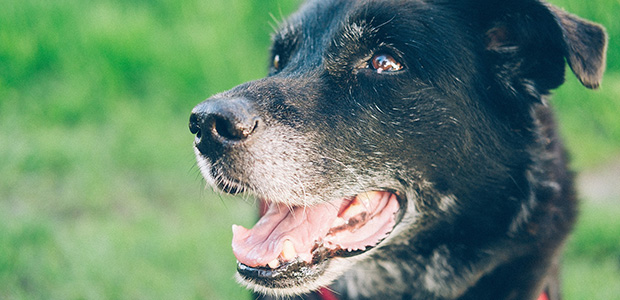 Image of elderly dog for article on dementia in dogs UK