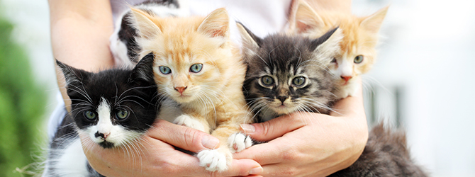 image of kittens for article on cat neutering