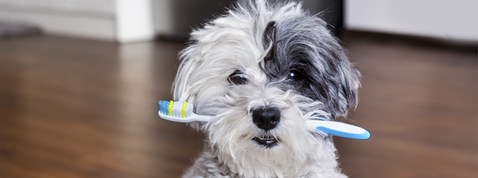 Dog carrying a toothbrush