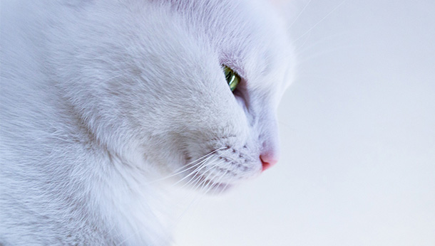 white cat looking down