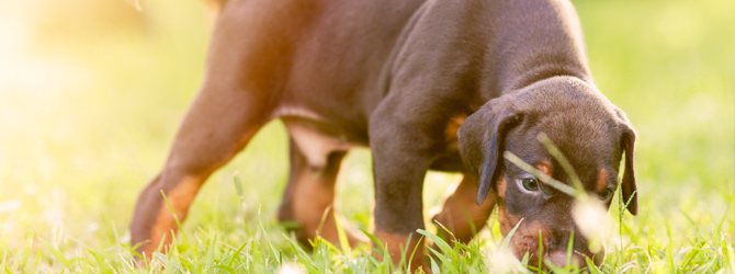Doberman puppy sniffing grass - lungworm in dogs