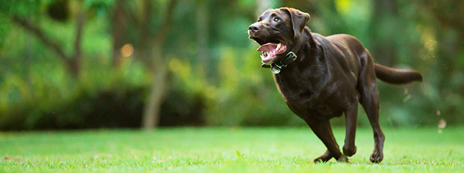 chocolate labrador running on grass for article on facts about dogs