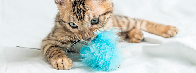 cat playing with fluffy blue toy