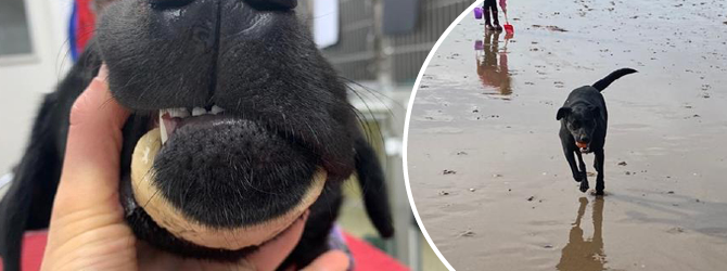 split image sof black lab on a beach and with a bone stuck round his mouth 