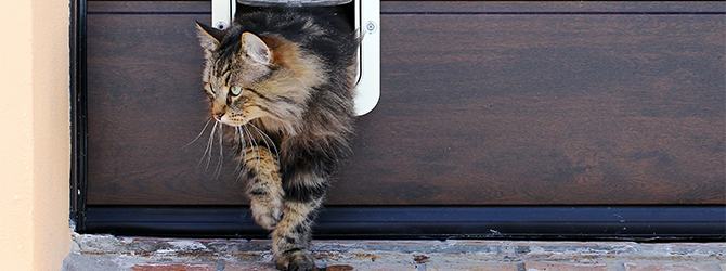 Cat leaving the house for article on what temperature can cats tolerate