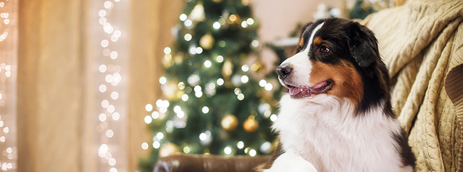 adorable dog infront of christmas tree