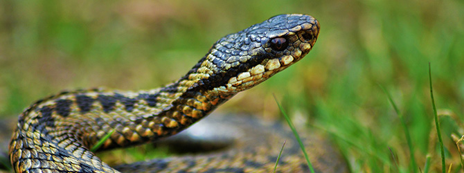 Adder coiled with head pointing up for article on adder bite dog