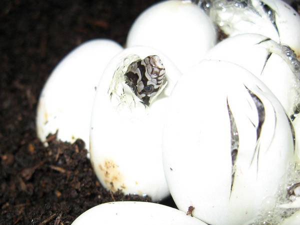 adder eggs for article on adder bites in dogs