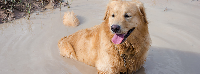 retriever at risk of alabama rot in a muddy puddle