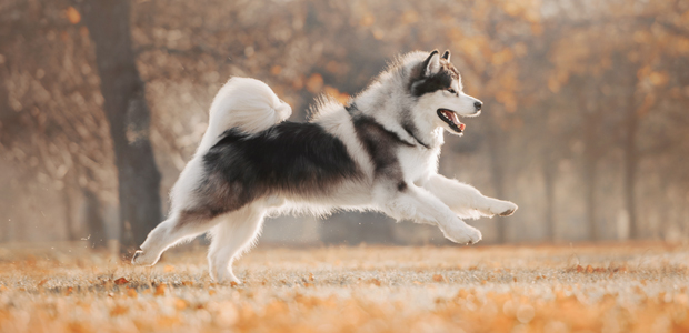 Alaskan Malamute running in the woods