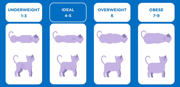 Cat average weight