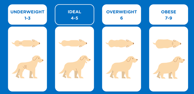 How Much Should My Dog Weigh My Family Vets