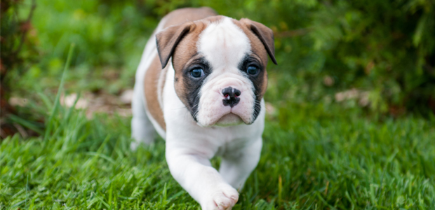 how much food should i feed my american bulldog puppy