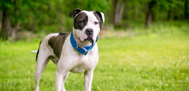 black and white american bulldog wearing a collar