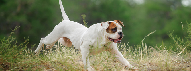 are american bulldogs low shedding