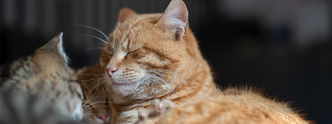 Unhappy looking ginger cat for article on arthritis in cats