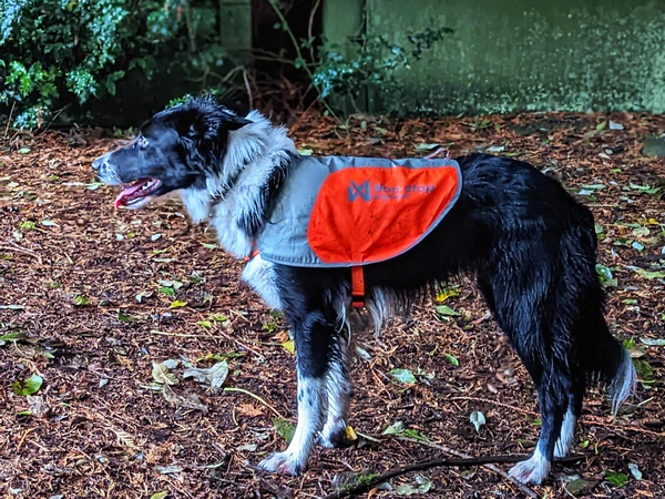 dog in fluorescent jacket for autumn safety