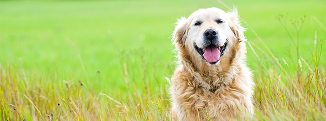 dog in field where the grass is tall