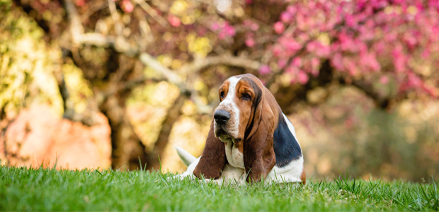 basset hound laying on the ground