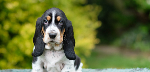 cute basset hound puppy