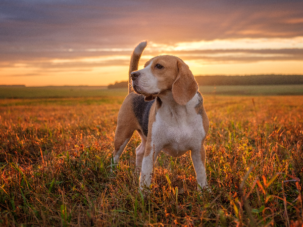 Beagle dog breed