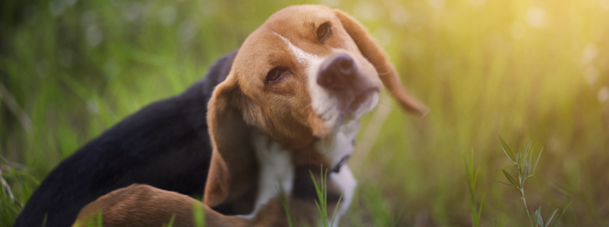 Image of a dog scratching for article on allergies in dogs