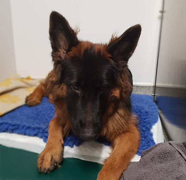 Bear the German Shepherd at the vets