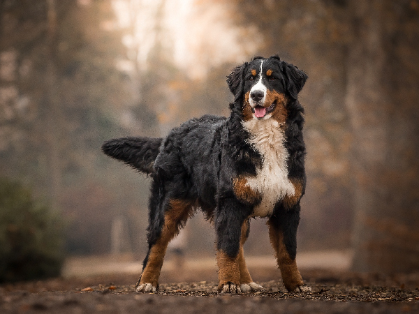 Bernese Mountain Dog family dog