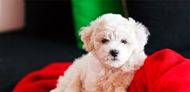 bichon frise puppy on red blanket