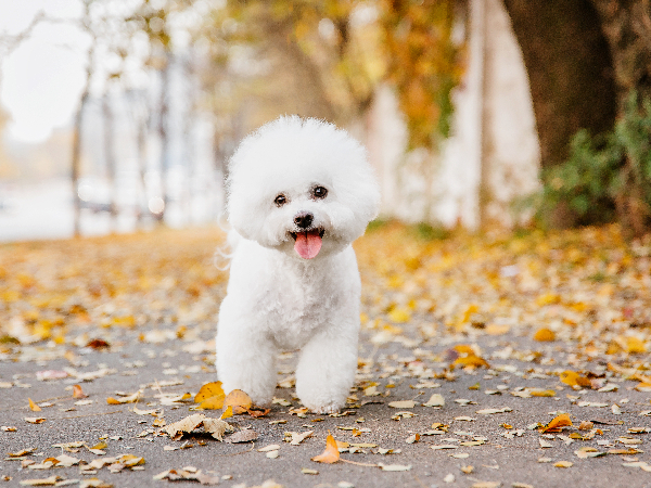 Bichon Frise family dog