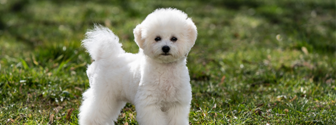 are bichon poos good dogs