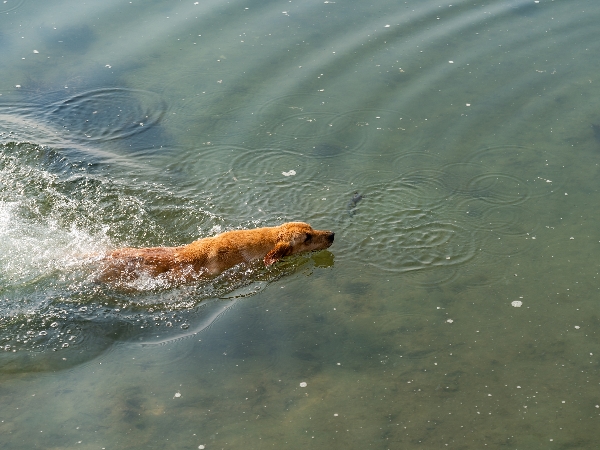 blue-green algae dogs symptoms