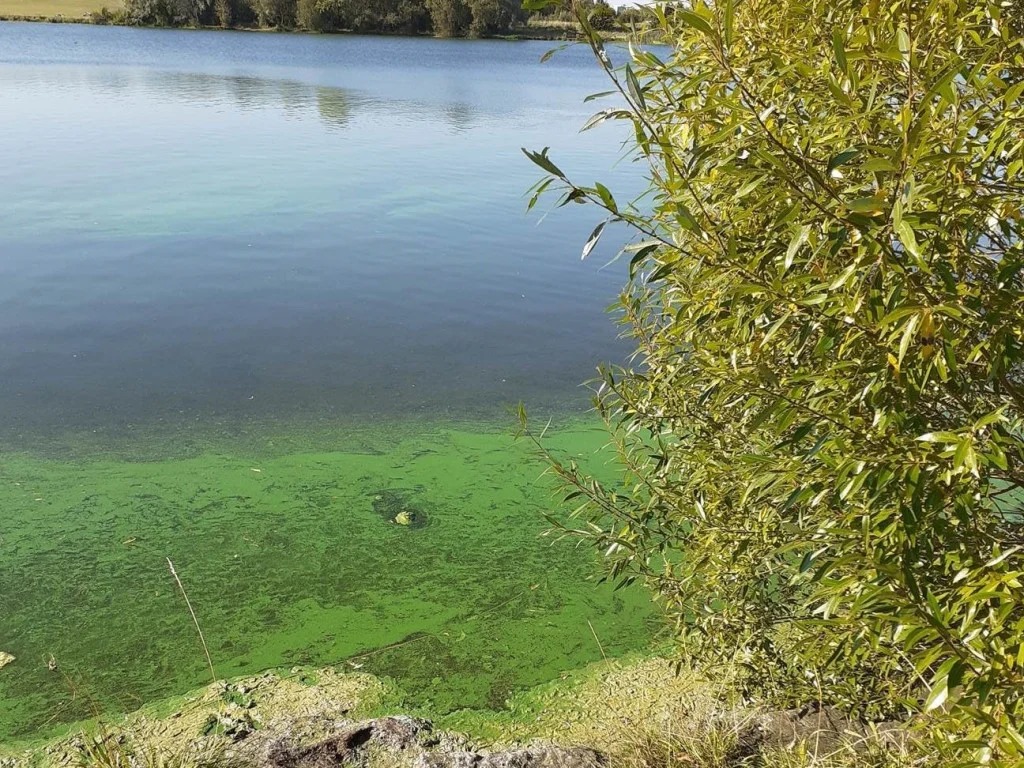 blue-green algae poisoning in dogs