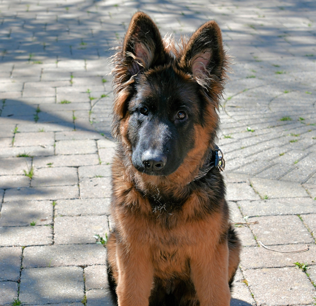 German Shepherd sitting down