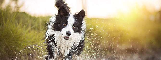 border collie running over autumn leaves