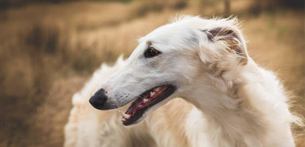 borzoi shedding a lot