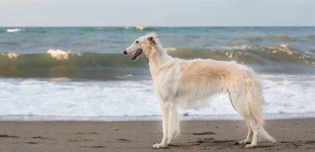 can a borzoi and a pudelpointer be friends