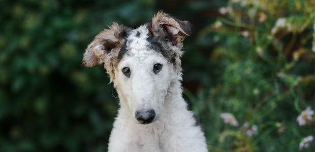 what kind of dog toys does a borzoi like