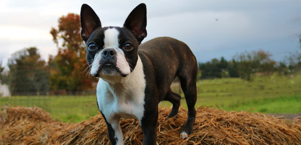 how much should a boston terrier weight at 4 months