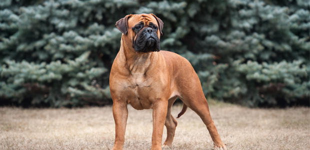 Bullmastiff standing in front of trees