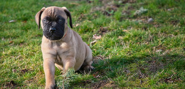 Bullmastiff puppy sitting on grass