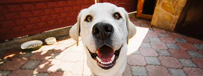 Image of dog smiling for article on how many teeth do dogs have