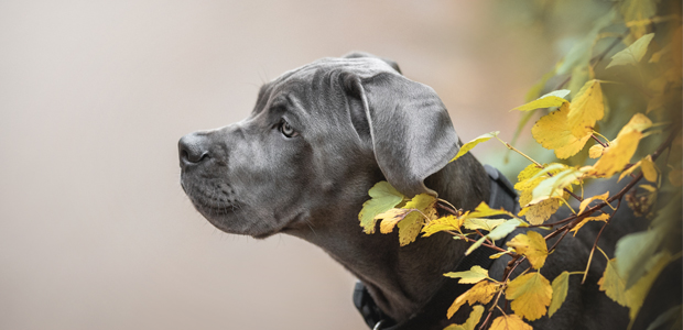 what is the average weight of a cane corso