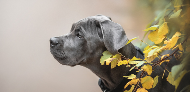 blue cane corse puppy sitting by leaves