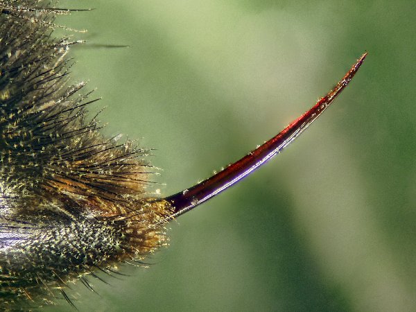 image of stinger for article on cat stung by bee