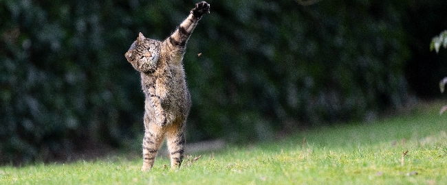 image of cat for article cat with bee sting