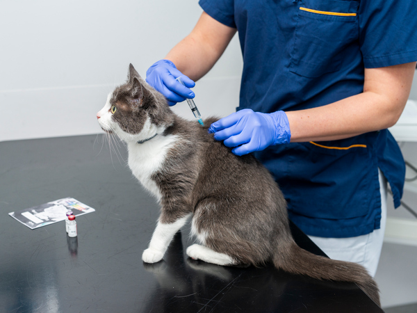 benefits of cat health plans